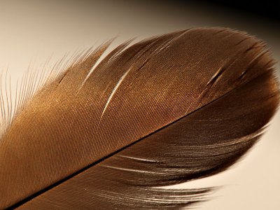 Goose Feather Backlit By the Sun.jpg