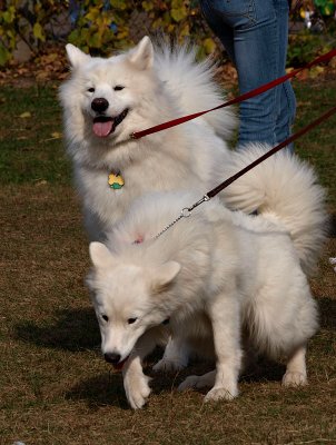 Samoyed Dogs.jpg