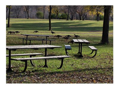 The Only Picnic is for the Geese.jpg