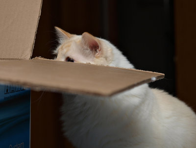 Whats in the Box Milo.jpg