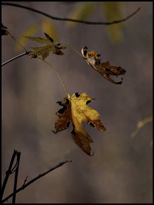 Three More Leaves Left.jpg
