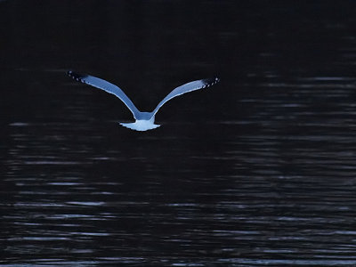 Gull Over Icey Waters