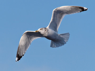 Seagull in Flight 1.jpg