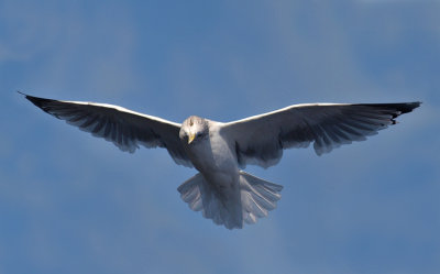 Seagull in Flight 4.jpg