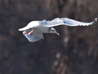 Seagull in Flight 9_filtered.jpg