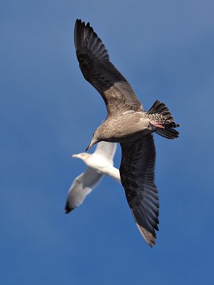 Seagull in Flight 13_filtered.jpg