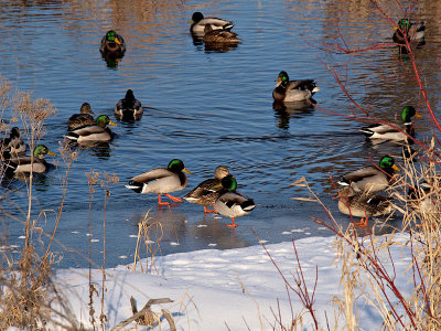 Little Mallards Everywhere.jpg