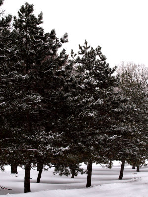 Shadows on the Snow Under Pines.jpg