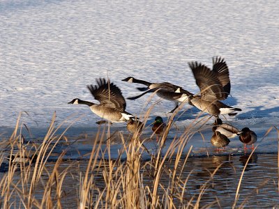 Geese Taking Flight.jpg