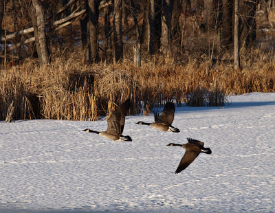 Geese Flying Over the Snow .jpg