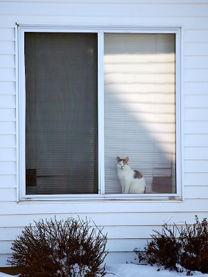 Calico Cat in the Window_F.jpg