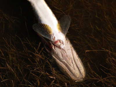 A Northern Pike, the Heron's Lunch