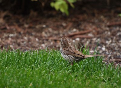 Cute Sparrow in the Yard.jpg