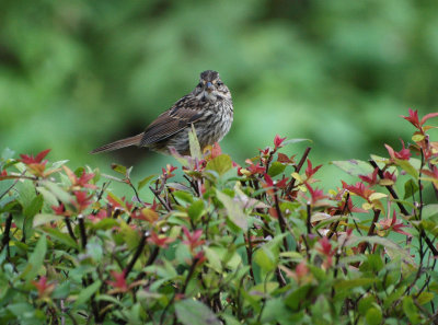 Sparrow on the Hedge.jpg