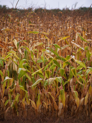 Corn Field Rainy Day.jpg