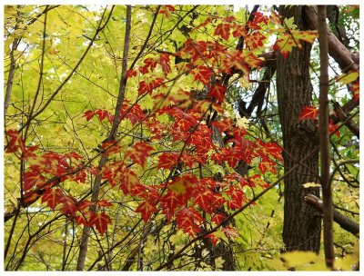 Yellow-Green Red Leaves.jpg
