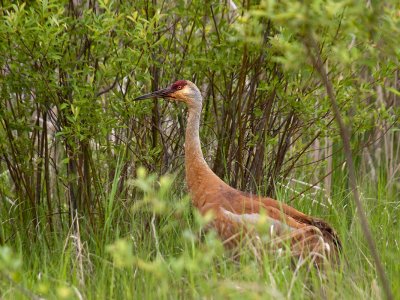 Sandhill Crane.jpg