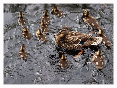 Momma Mallard and Ducklings.jpg