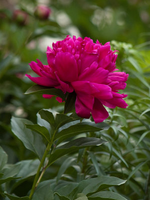 Peony Flower Fushia.jpg