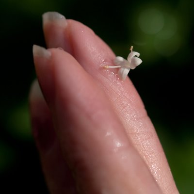 The Tiniest Bloom-4mm.jpg
