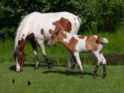 Pinto Mare and Colt rp.jpg