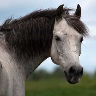 Grey Horse rp.jpg
