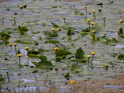 Yellow Water Lily Flowers