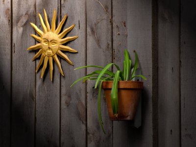 Sun n Plant on Barn Board