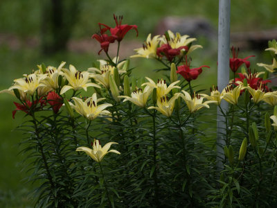 Yellow n Red Lillies