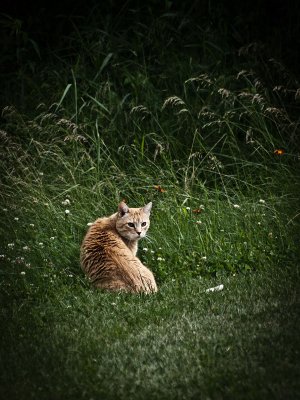 Grunge Cat.jpg