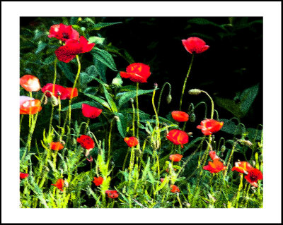 Poppies Poster.jpg