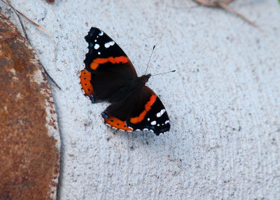 Butterfly on the Curb.jpg