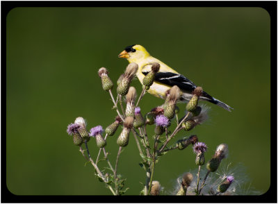 Gold Finch Male on Thistle.jpg