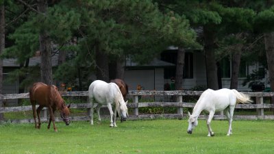 Horses at Coon Lake_3.jpg