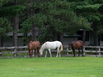 Horses at Coon Lake.jpg