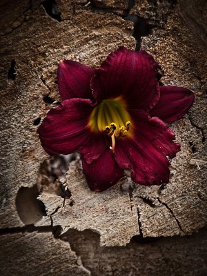 Deep Red Lily in Wood.jpg