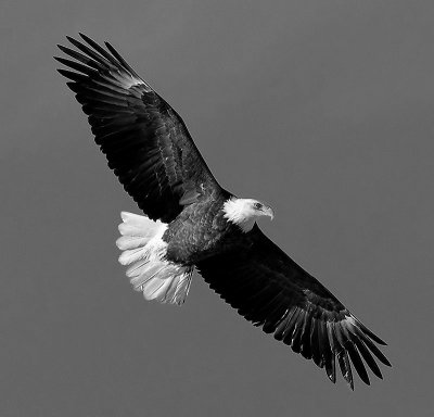 American Bald Eagle