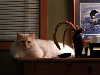 Milo on Marv's Desk
