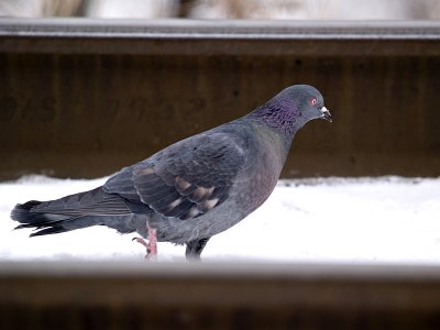 La Pigeon rp.jpg