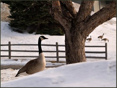 Ma and Pa Goose_2