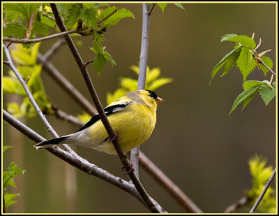 Gold Finch