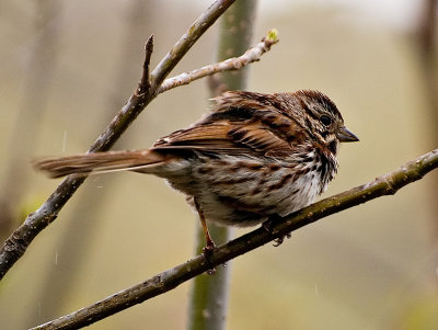 Sparrow in the Rain