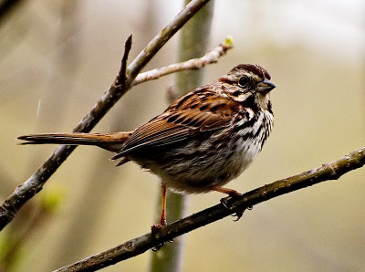 Sparrow in the Rain.
