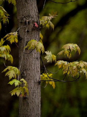 Spring in the Woods_1.jpg