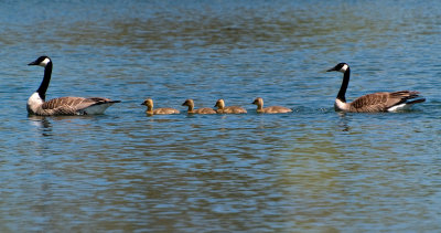 Family Swim in the Pond.jpg