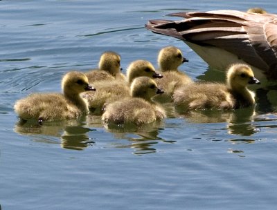 Family Swim in the Pond 2.jpg