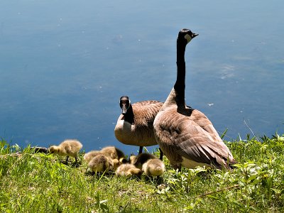 The Large Family of 9.jpg