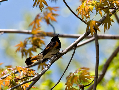 Redstart in a Maple.jpg