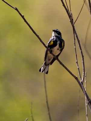 Yellow Rumped Warbler.jpg