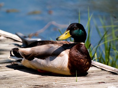 The Fishing Dock Mallard.jpg